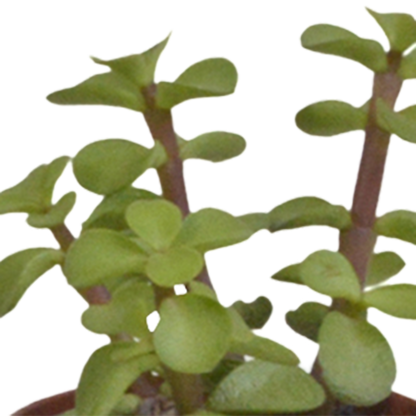 Mix: 10 Vetplanten 5.5 cm zonder pot