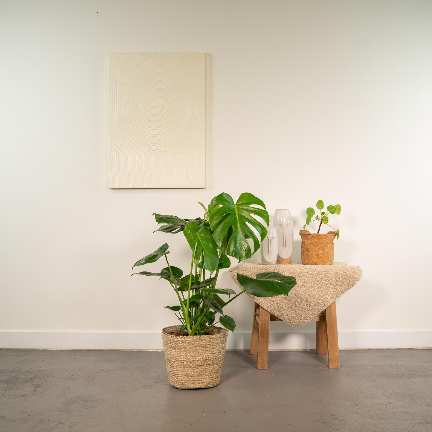 Combo: Monstera Deliciosa (Mand Selin)