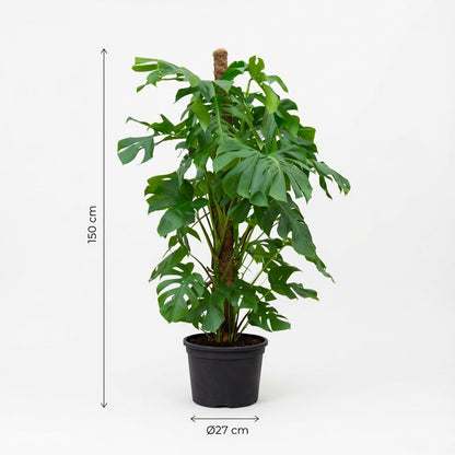 Monstera Deliciosa XXL