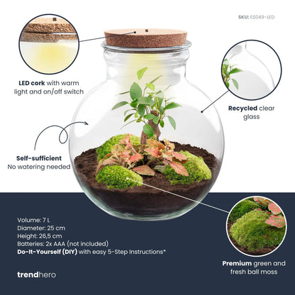 DIY Plant Terrarium (with light) - Teddy Bonsai - Ø 25 cm ↑ 26.5 cm - With LED cork
