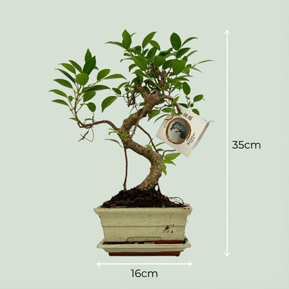 Bonsai S vorm Boom Ø 15 cm 30-35 cm in keramieken pot