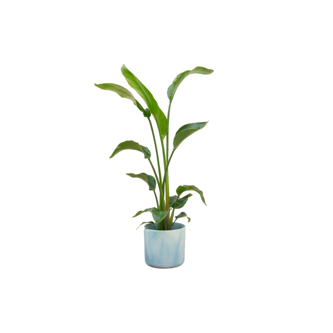 Combo: Strelitzia Nicolai (Ocean Round Atlantic Blue)