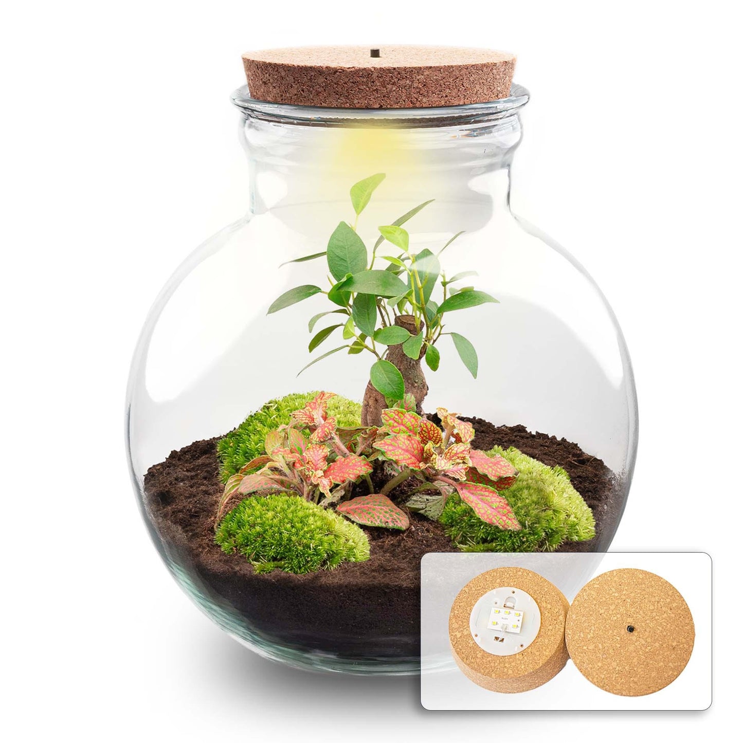 DIY Plant Terrarium (with light) - Teddy Bonsai - Ø 25 cm ↑ 26.5 cm - With LED cork