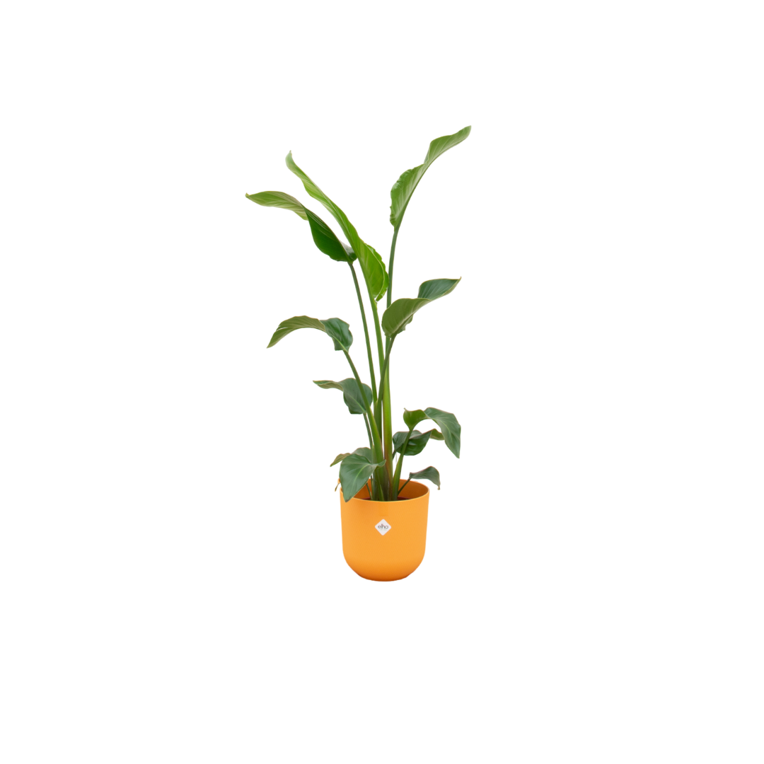 Combo: Strelitzia Nicolai (Jazz Round yellow)