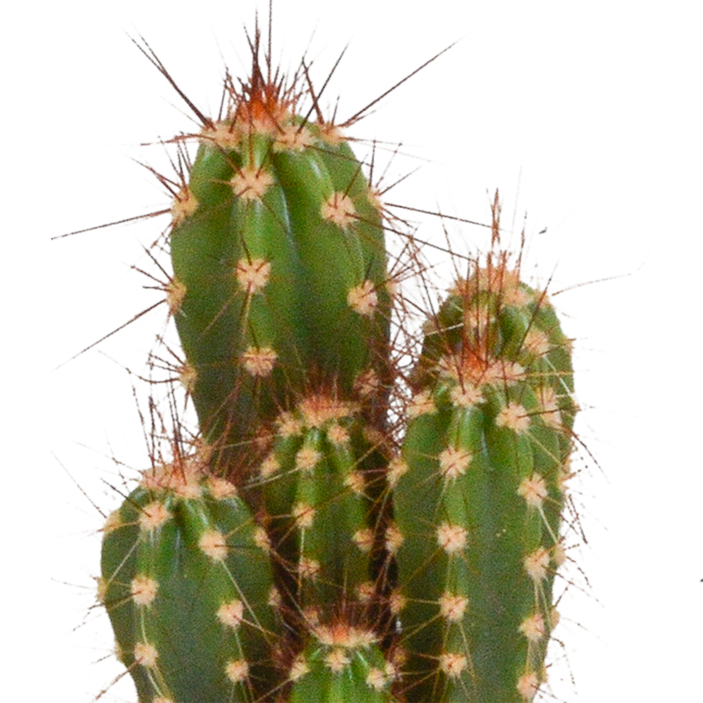 Mix: 10 Cacti 5.5 cm - zonder pot