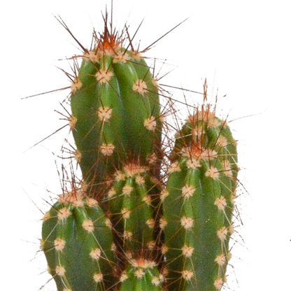 Mix: 10 Cacti 5.5 cm - zonder pot