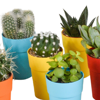 mix: 15 Cacti en vetplanten (plastic potjes)