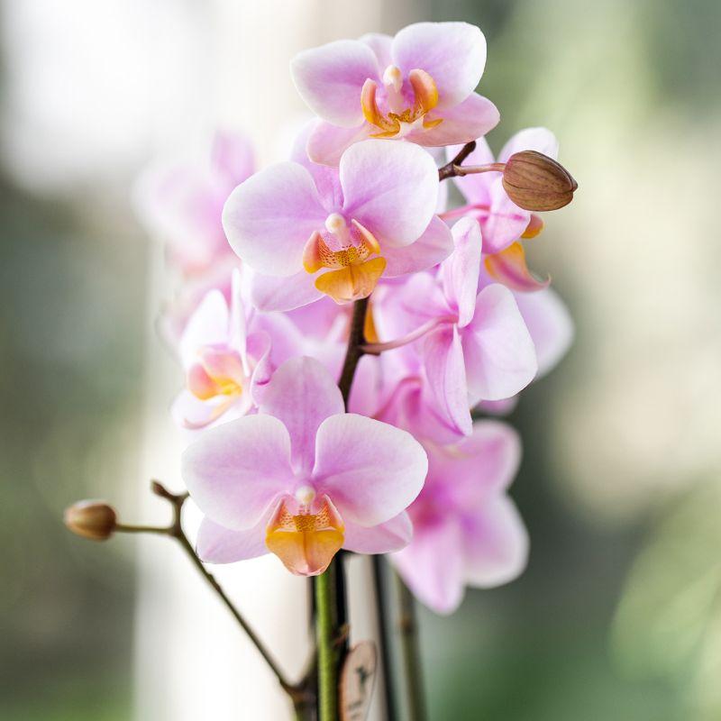 Kolibri Orchids - Surprise Diamond - coffret surprise avec 1 orchidée Kolibri Diamond Ø9cm - fraîchement cueillie par le producteur