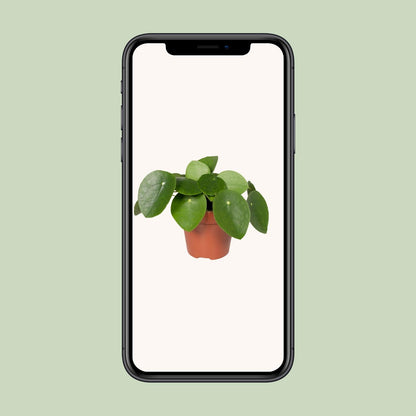 Pilea Peperomiodes Ø12cm - ↕20cm