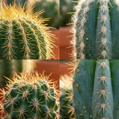 Mix: 12 Mini Cacti Ø 5.5 cm 5-10 cm