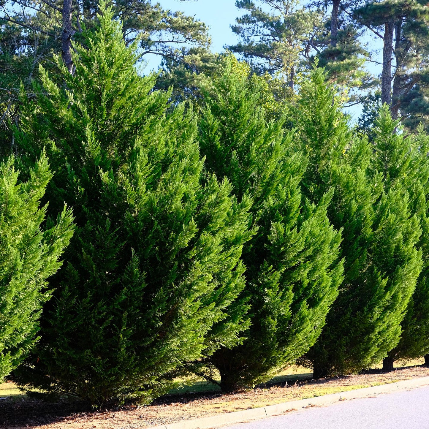Cupressocyparis leylandii - blad groen - 8 planten - 1 strekkende meter - groenblijvend - pot 9cm hoogte 35-40cm