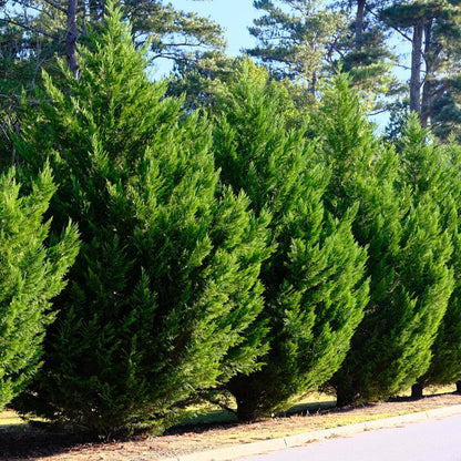 Cupressocyparis leylandii - blad groen - 8 planten - 1 strekkende meter - groenblijvend - pot 9cm hoogte 35-40cm