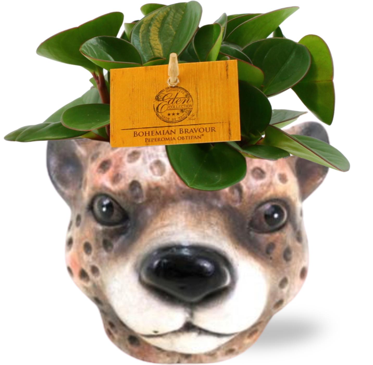 Combo: Luipaard - Peperomia Obtipan