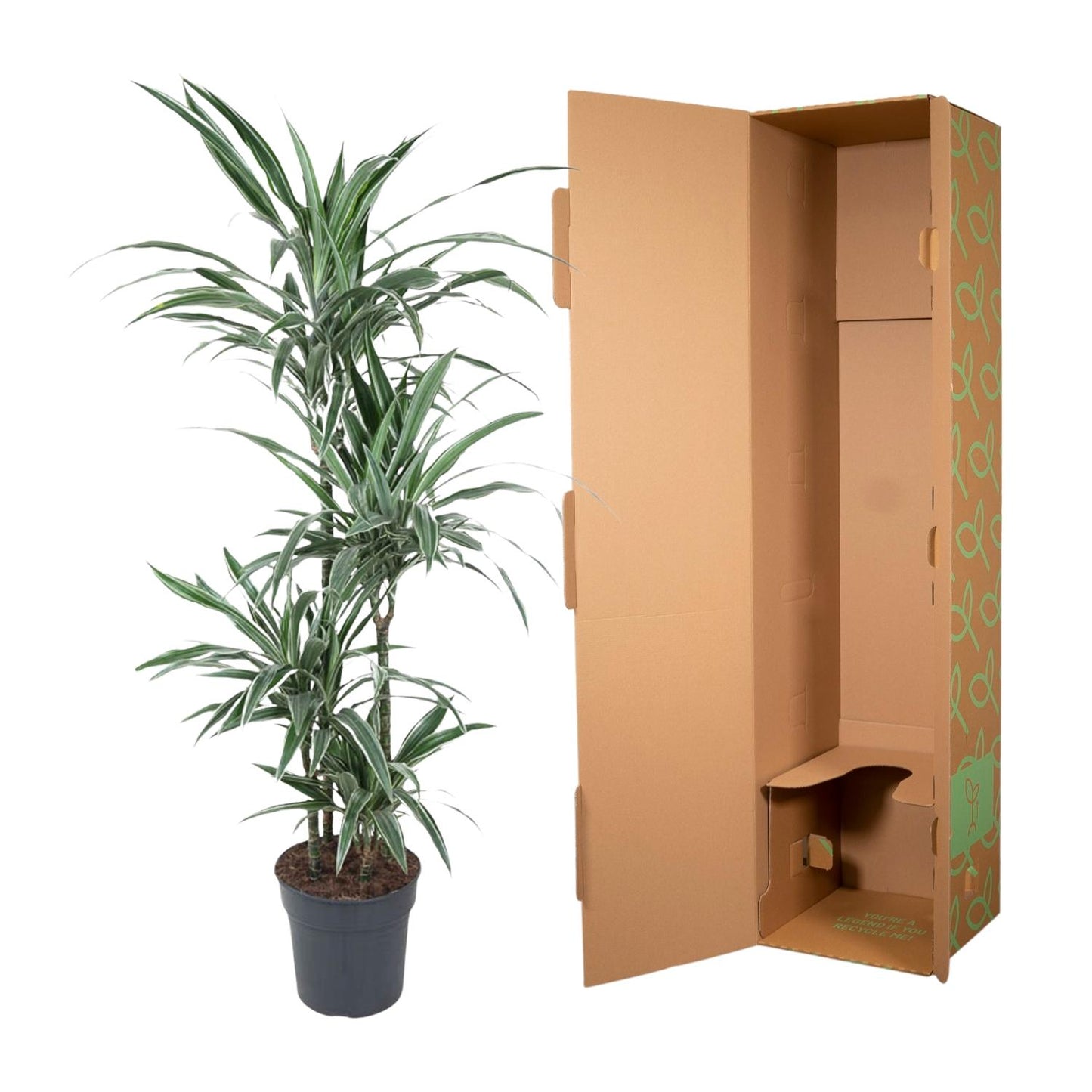 Dracaena Warneckei - 145 cm - ø30