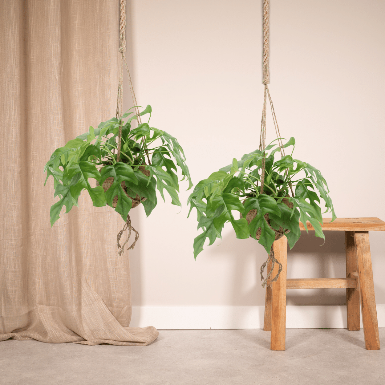 Duo-deal: Kokodama Monstera Minima
