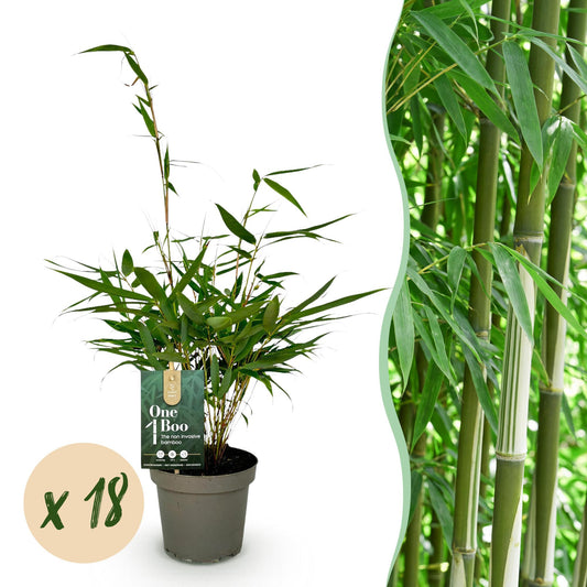 Bamboe: Fargesia robusta Pingwu (18 Planten)