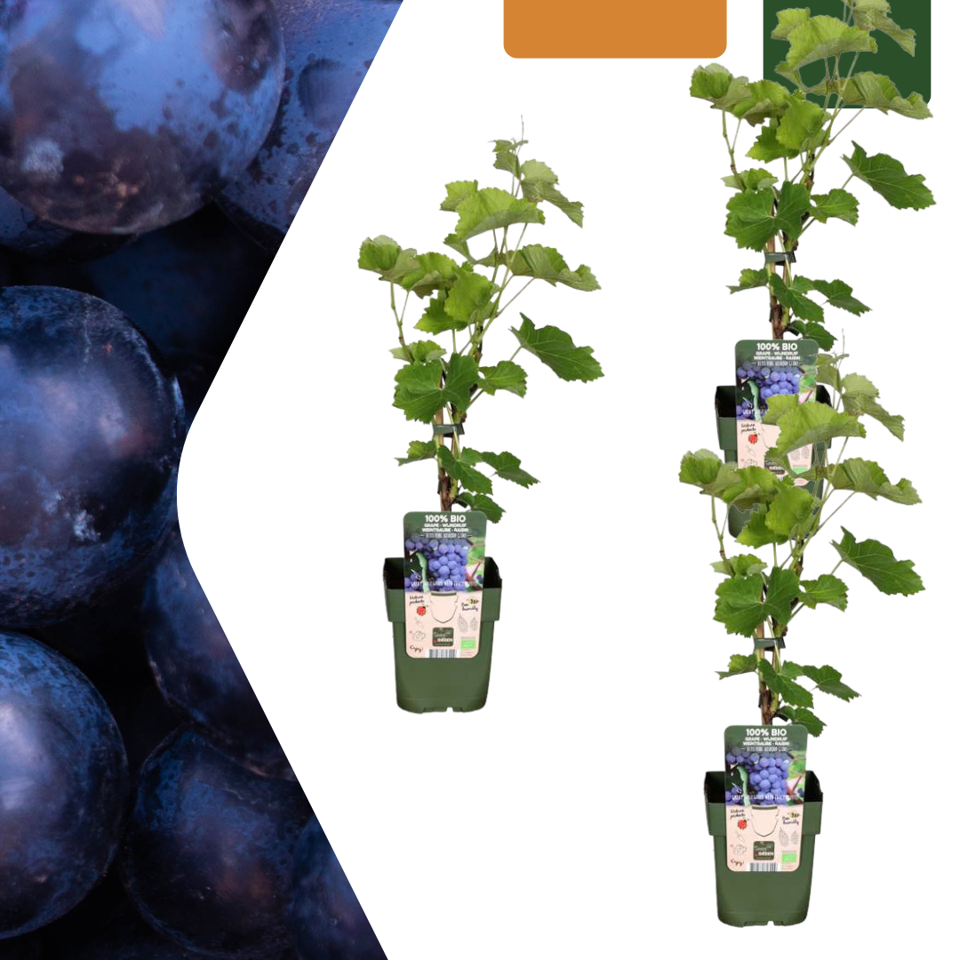 3 x Biologische Druivenplanten - Ø 13 cm - ↨ 20 cm