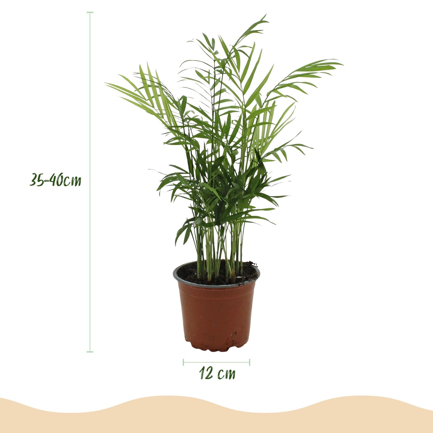 Set: 4 Chamaedorea elegans - Goudpalmen (Huisdiervriendelijk) in mandjes - Hoogte 15cm