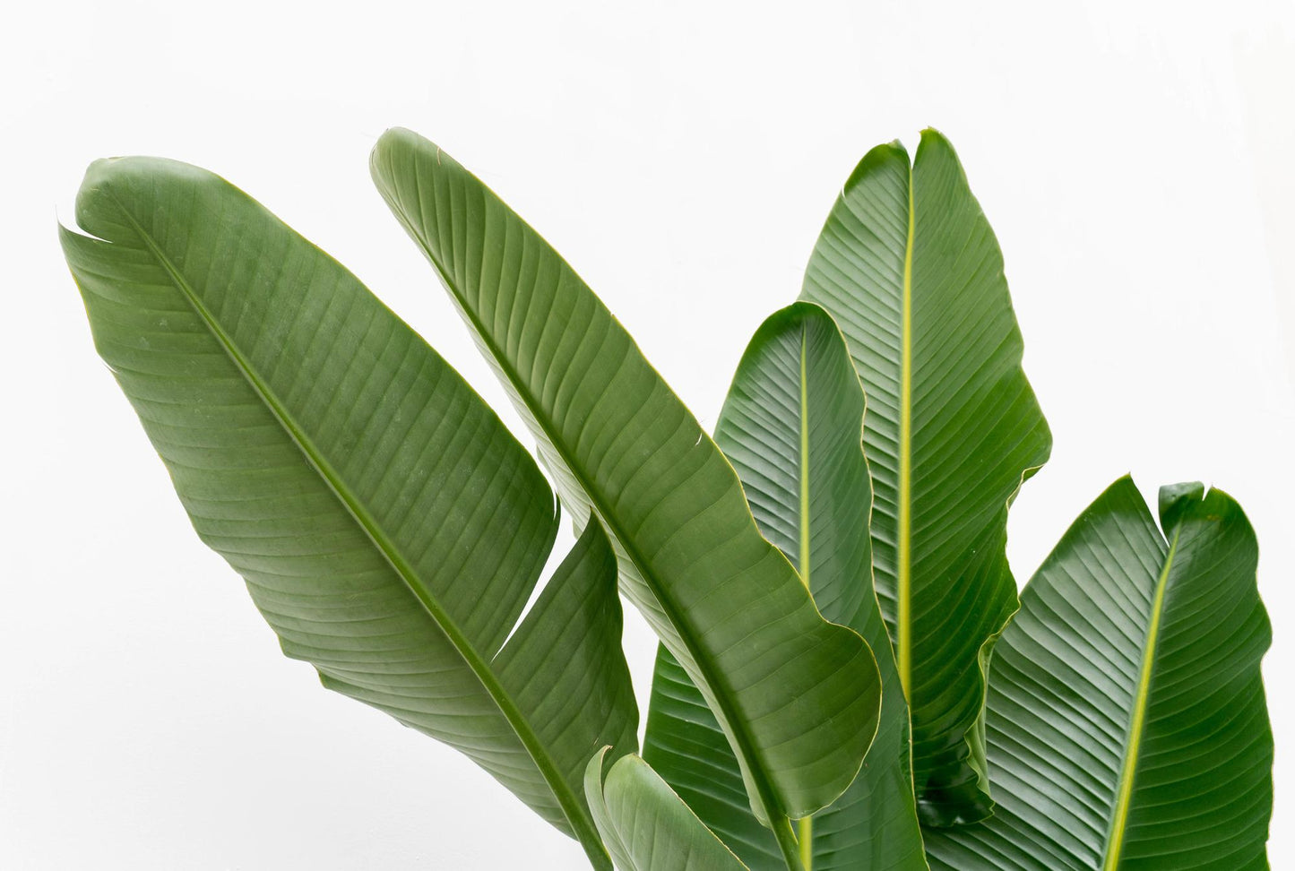 Strelitzia Augusta multi stam XXL - 225 cm - ø32