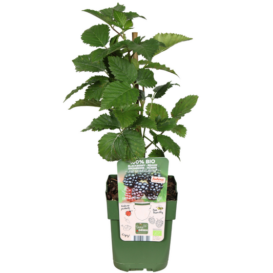 Biologische bramenplanten (3 planten)