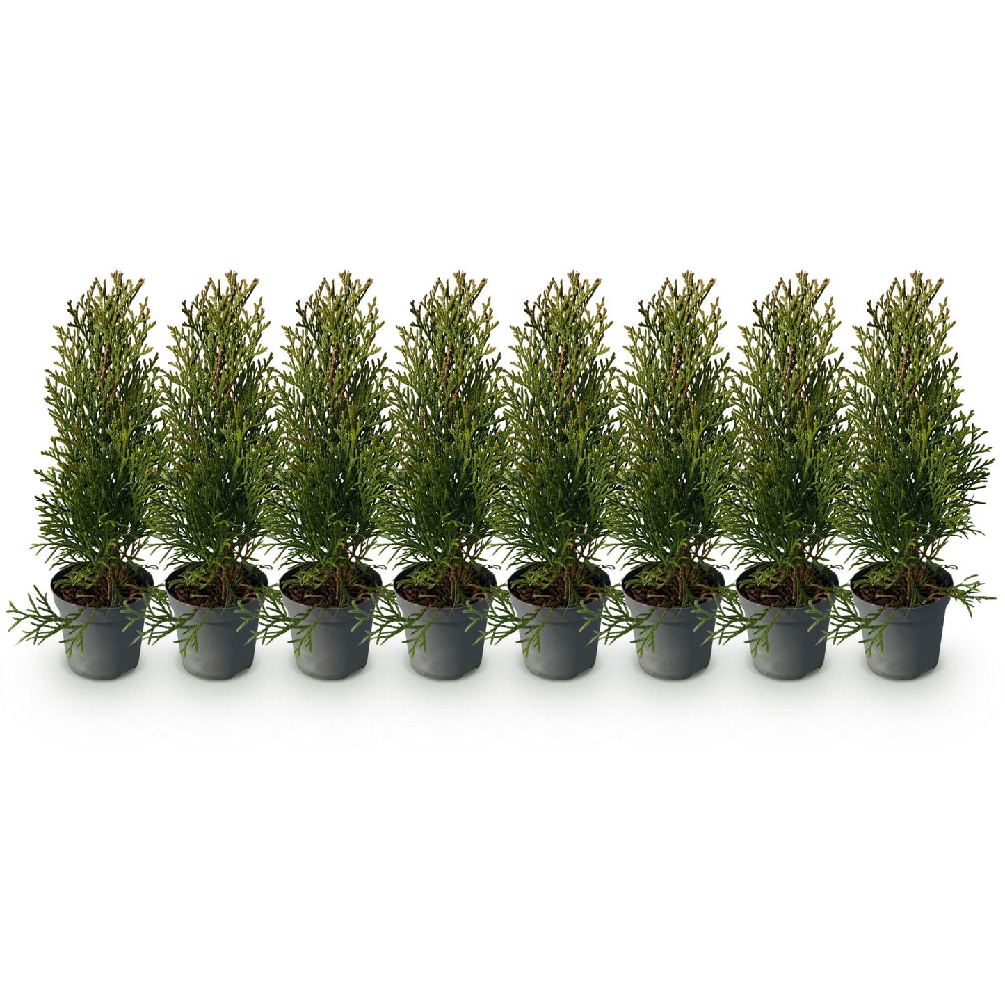 Thuja occidentalis Smaragd - blad groen - 8 planten - 1 strekkende meter - groenblijvend - pot 9cm hoogte 30-35cm