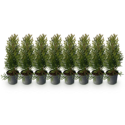 Thuja occidentalis Smaragd - blad groen - 8 planten - 1 strekkende meter - groenblijvend - pot 9cm hoogte 30-35cm