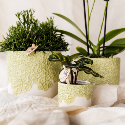 Giftset: Yellow Albenga