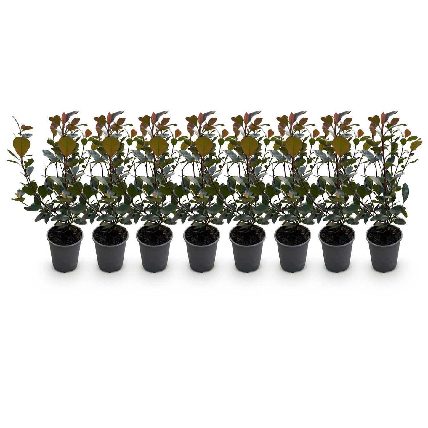 Photinia Little Red Robin - Blad Rood - 8 Planten - 1 Strekkende Meter - Groenblijvend - Pot 9cm Hoogte 30-35cm