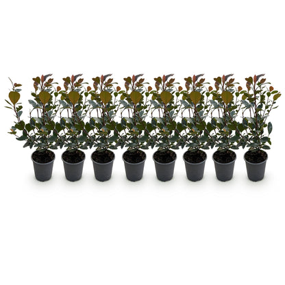 Photinia Little Red Robin - Blad Rood - 8 Planten - 1 Strekkende Meter - Groenblijvend - Pot 9cm Hoogte 30-35cm