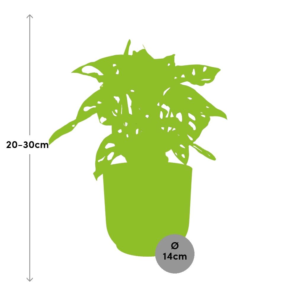 Combo: Monstera ‘Monkey Leaf’ (Vibes Fold roze)
