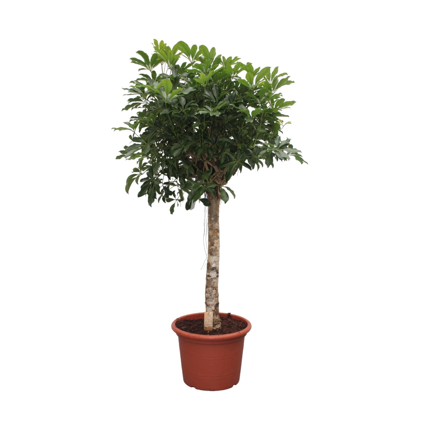 Schefflera Arboricola Compacta tree - 180 cm - ø35