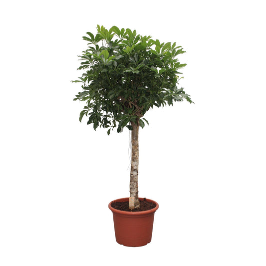 Schefflera Arboricola Compacta tree - 180 cm - ø35