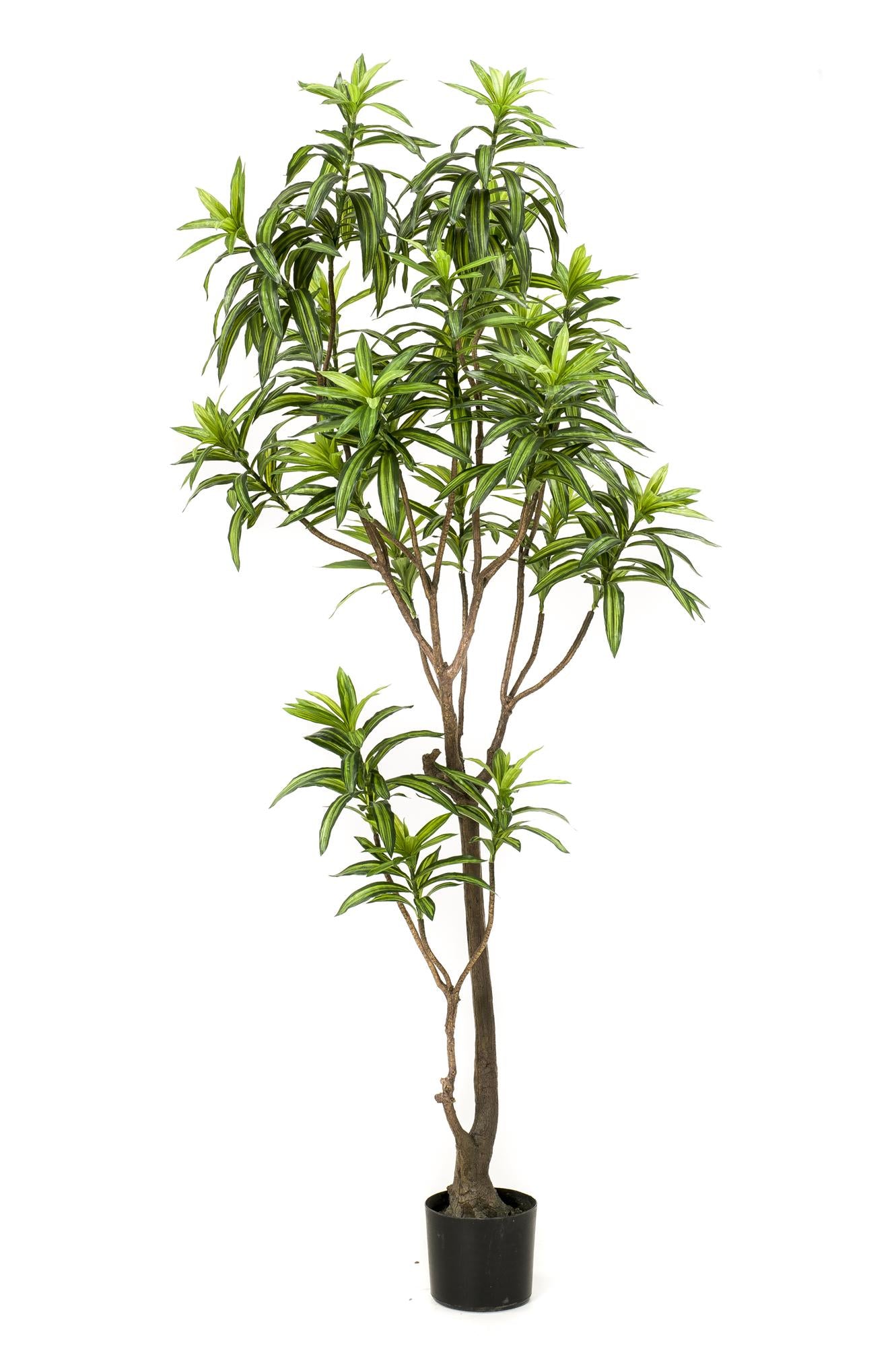 ARTIFICIAL Dracaena - 190 cm