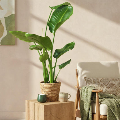 Duo-deal: Strelitzia Nicolai (in baskets)