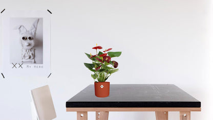 Anthurium Calon - Ø12cm - ↕36cm