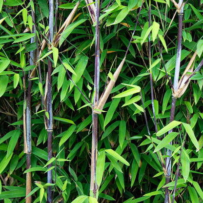 Bamboe: Fargesia Black Dragon (18 Planten)