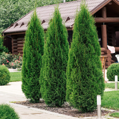Thuja occidentalis Smaragd - blad groen - 8 planten - 1 strekkende meter - groenblijvend - pot 9cm hoogte 30-35cm