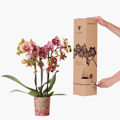 Kolibri Orchids - Surprise Diamond - coffret surprise avec 1 orchidée Kolibri Diamond Ø9cm - fraîchement cueillie par le producteur