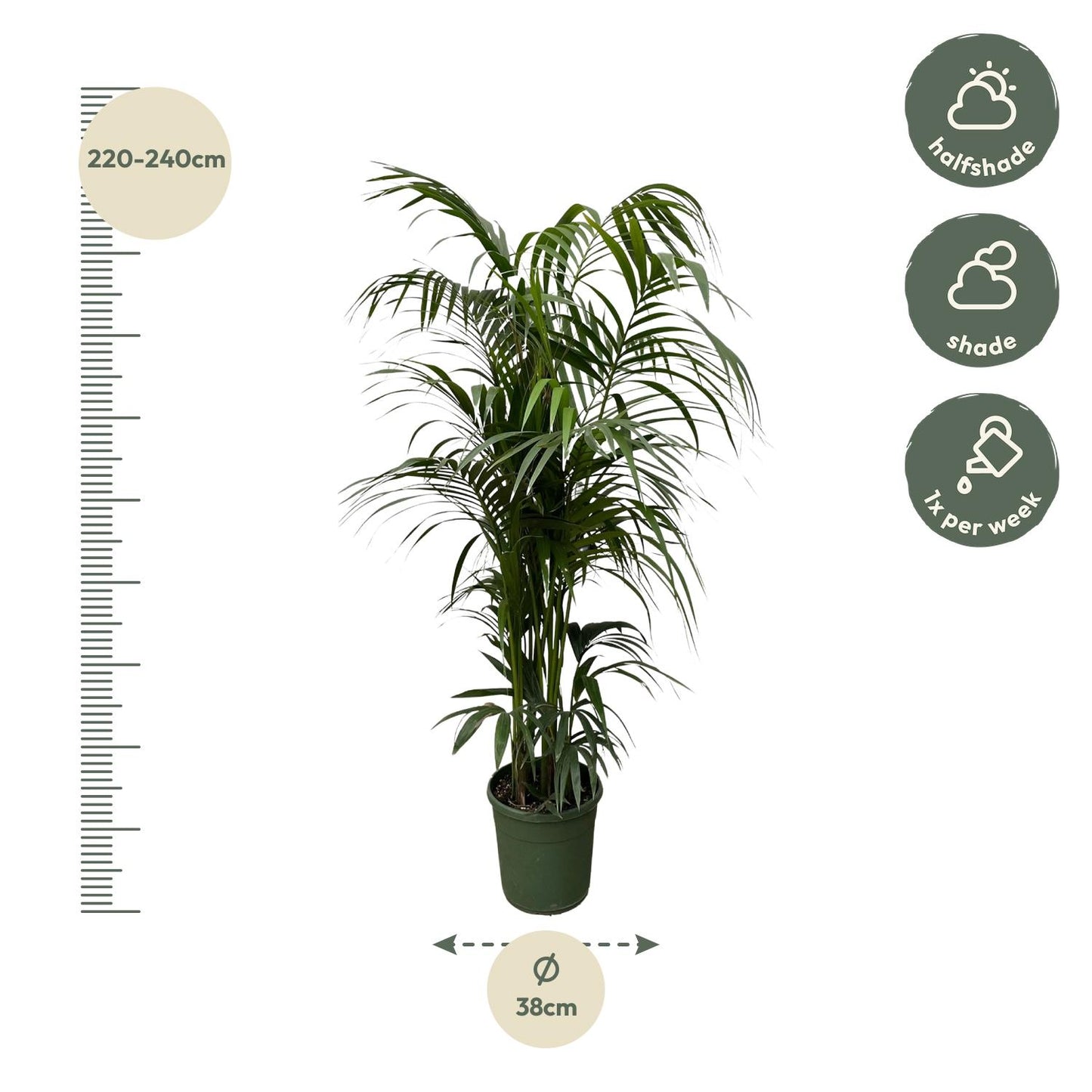 Kentia palm