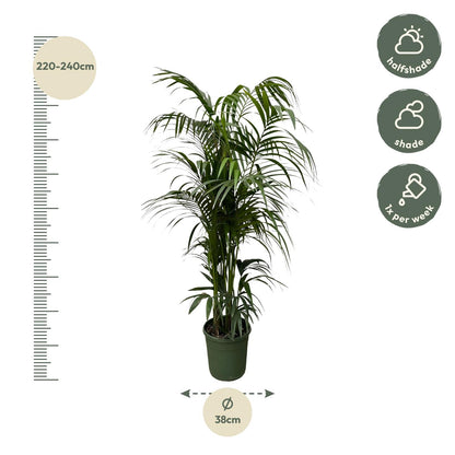 Kentia palm