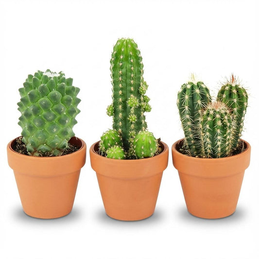 Mix: 3 Mini Cacti Ø 8,1 cm 5-10 cm - Terracotta Potten