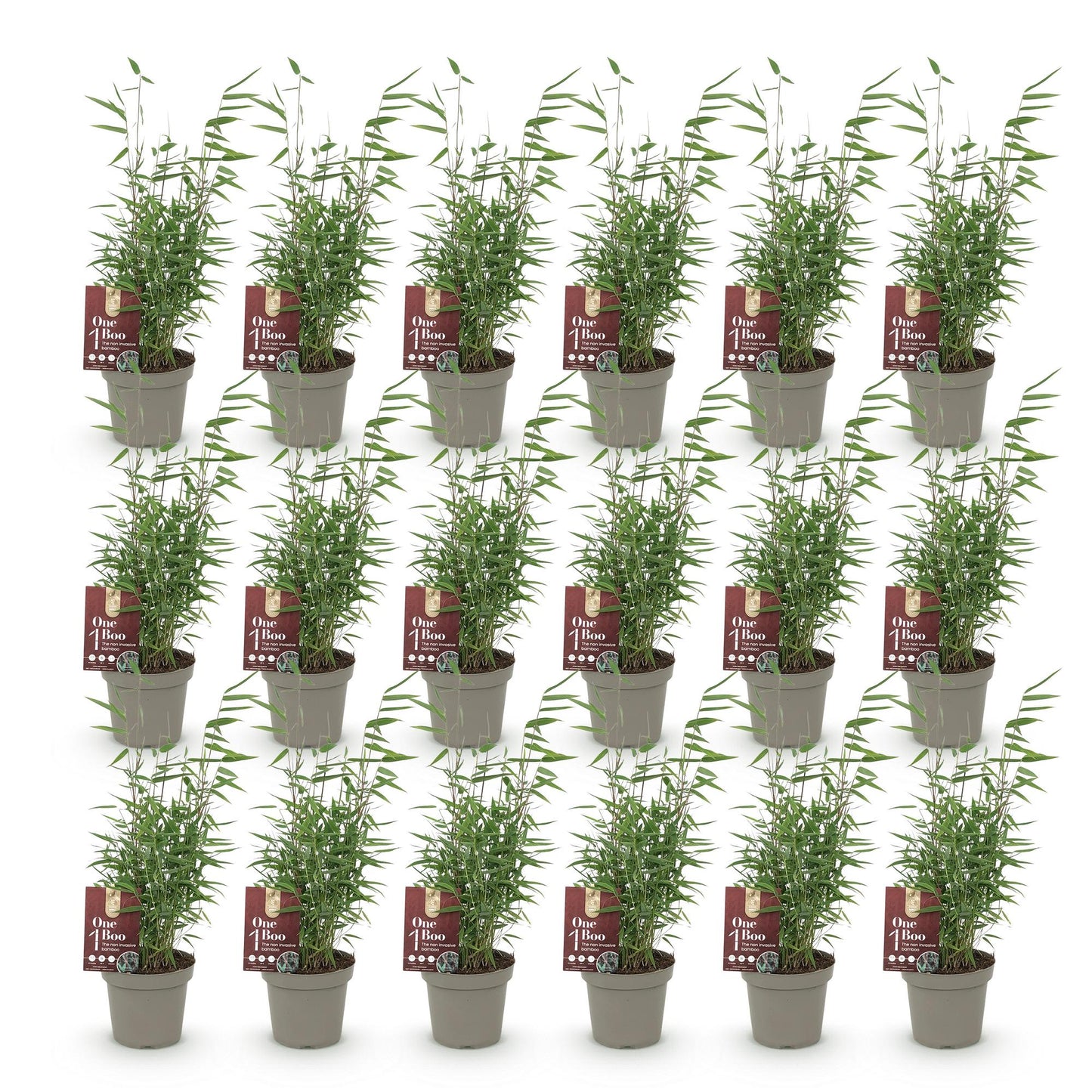 Bamboe: Fargesia Red Dragon (18 Planten)