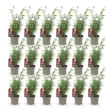 Bamboe: Fargesia Red Dragon (18 Planten)