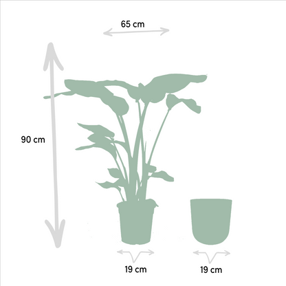 Combo: Strelitzia Nicolai (Mayk Gold)