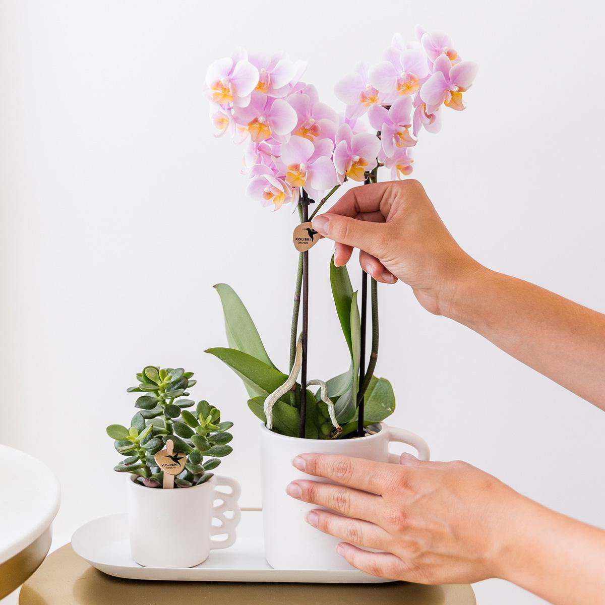 Surprise-box: 4 orchideeën