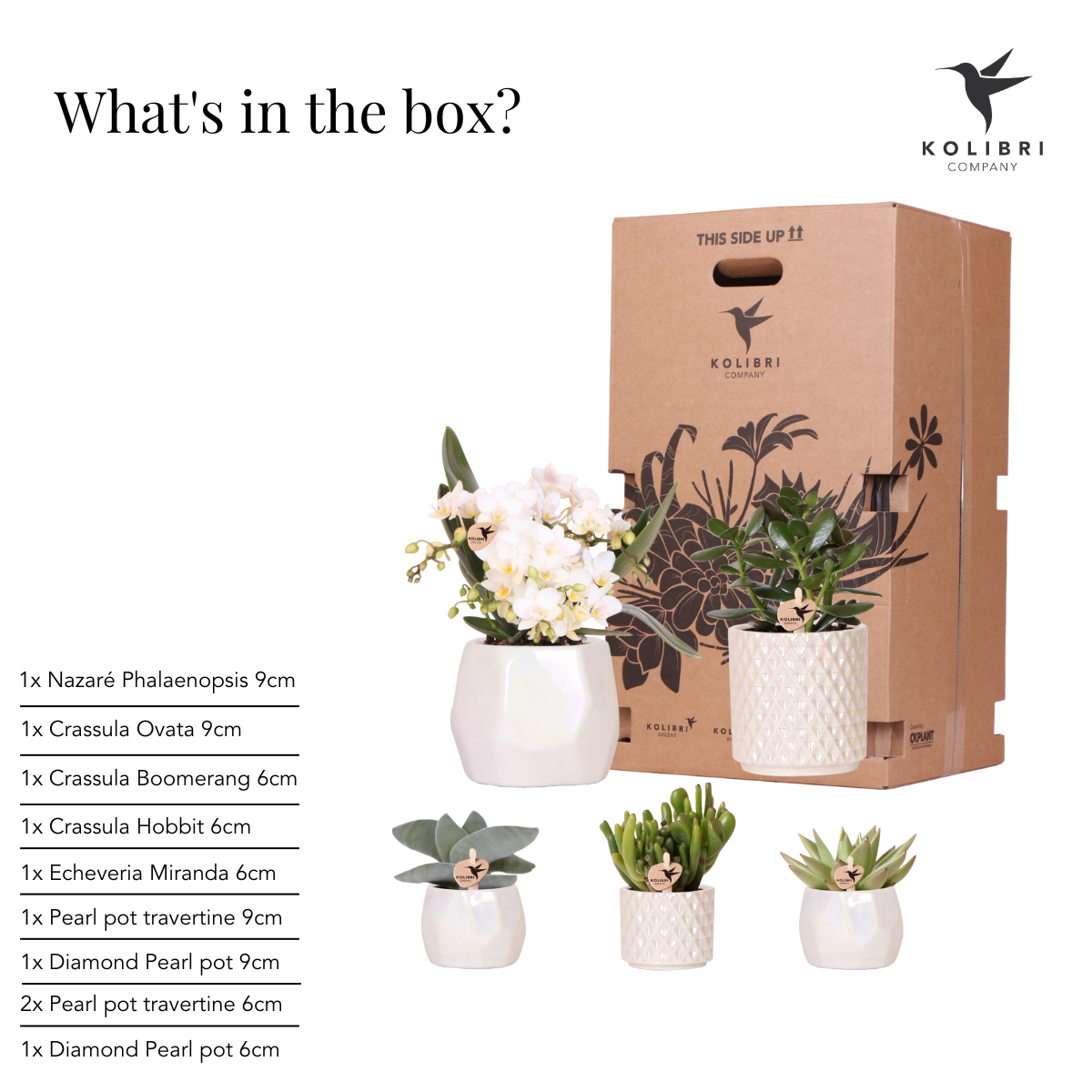 Kolibri Company | Set of plants + decorative pots for dinner table decoration - pot size Ø9cm & Ø6cm | flowering houseplants - fresh from the grower