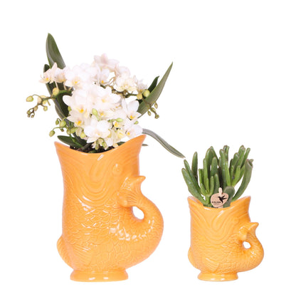 Set: witte  Nazaré en succulent (Fish sierpot oranje)