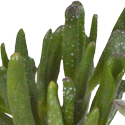 Mix: 15 stuks Cacti en vetplanten 5.5 cm - in witte pot