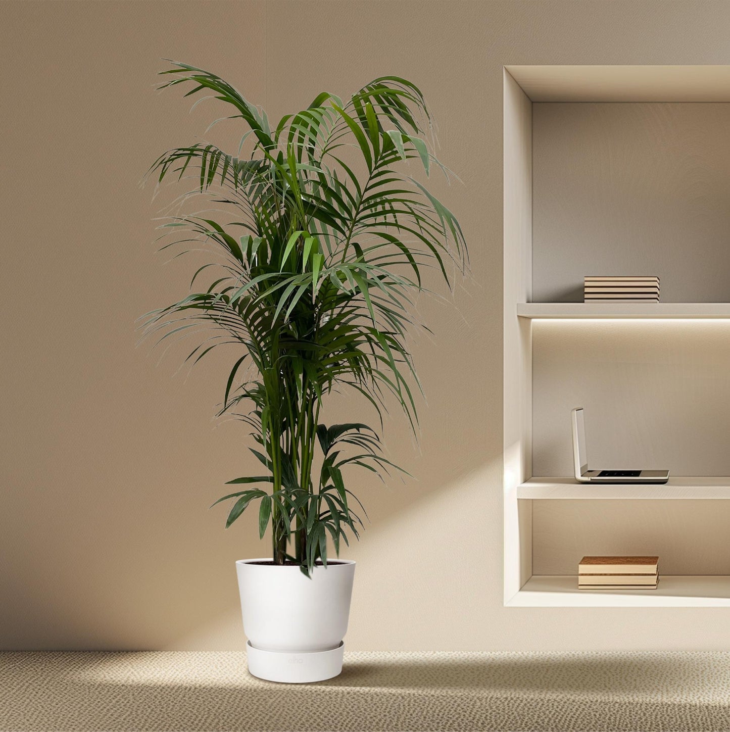 Kentia palm