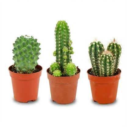 Mix: 3 Mini Cacti Set Ø 5.5 cm Hoogte: 5-10 cm